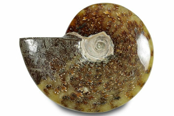 Polished Cretaceous Ammonite (Cleoniceras) Fossil - Madagascar #283337